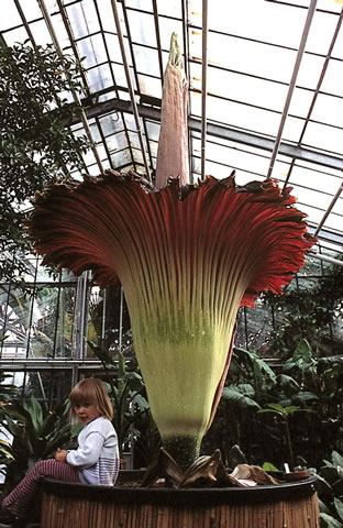 Die Titanenwurz in den Botanischen Gärten der Universität Bonn